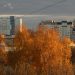 Autumn trees in front of city buildings
